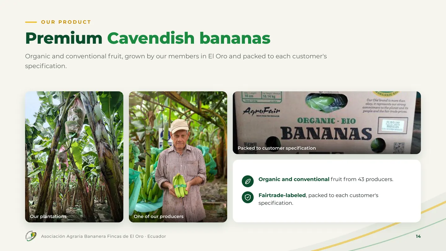 Premium Cavendish bananas